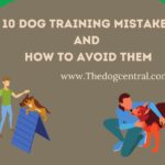 10 Dog Training Mistakes And How To Avoid Them