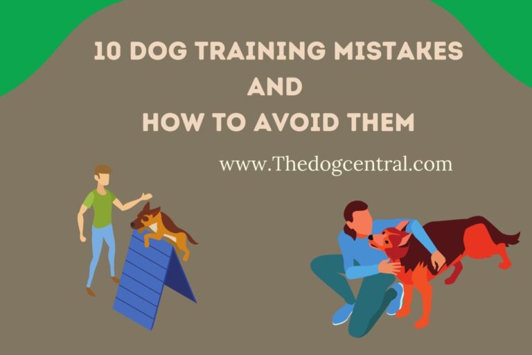 10 Dog Training Mistakes And How To Avoid Them