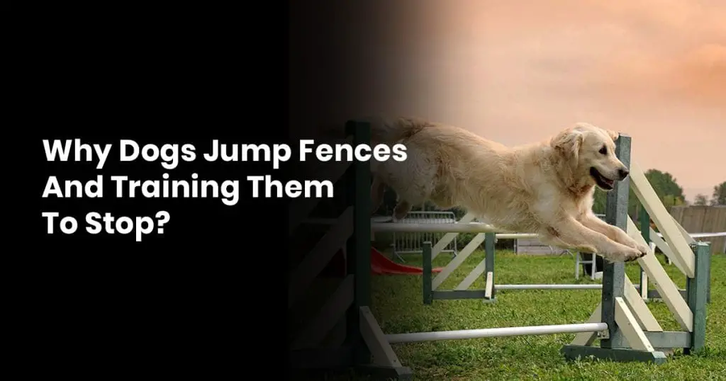Why Dogs Jump Fences And Training Them To Stop