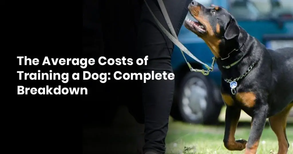 The Average Costs of Training a Dog- Complete Breakdown