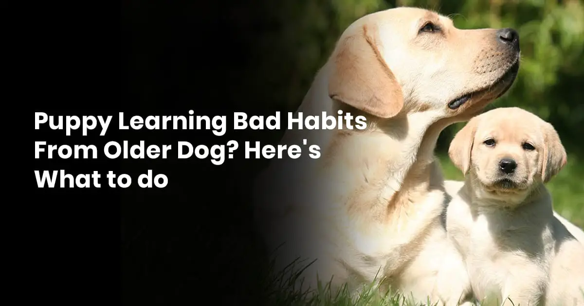 Puppy Learning Bad Habits From Older Dog Heres What to do