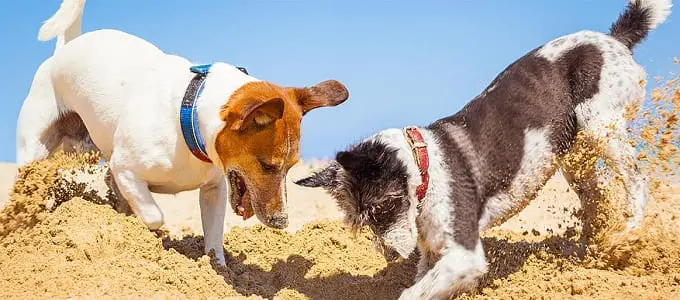 Two Dogs Digging Hole