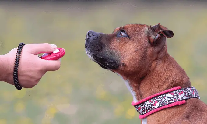 Dog Training With Clicker