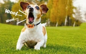 How To Properly Train A Dog With A Shock Collar [The Complete Guide]