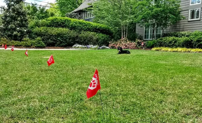 Invisible Dog Fence