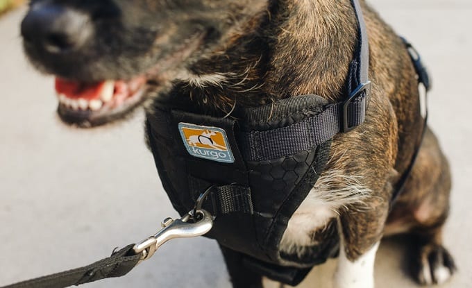 Dog Wearing A Harness