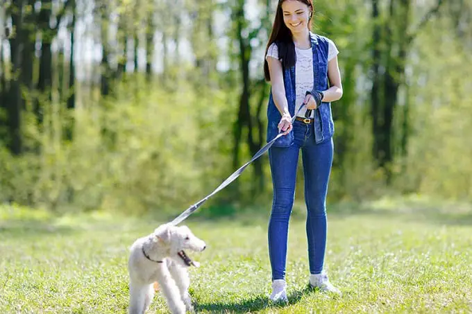 Training Dog On Leash