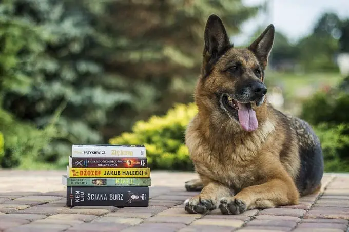 German Shepherd Laying Next to Dog Training Books