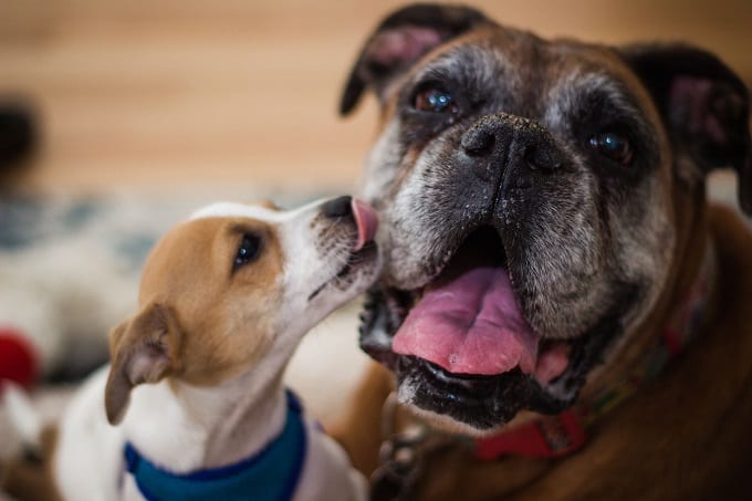 Small Dog Kissing A Big Dog