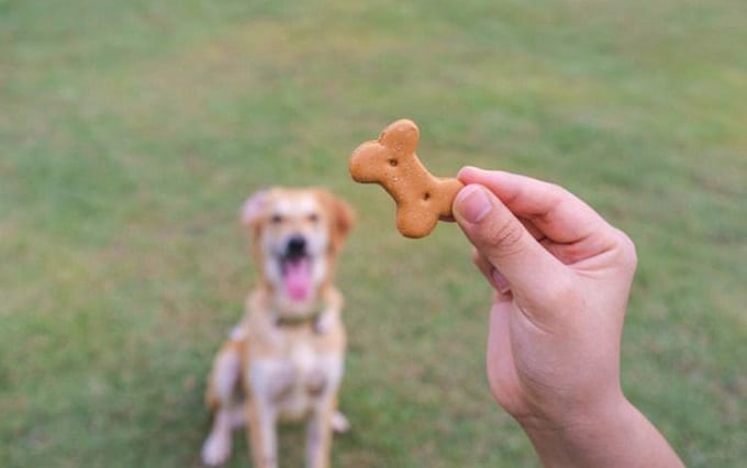 Dog Training Treat In Hand