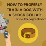 How To Properly Train A Dog With A Shock Collar