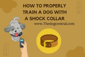 How To Properly Train A Dog With A Shock Collar