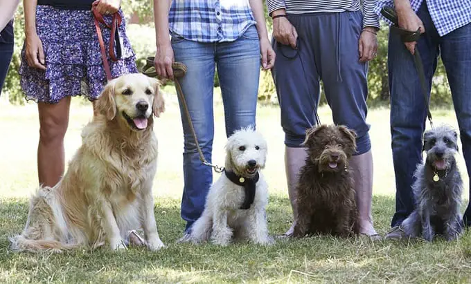 Dogs With Owners On Training