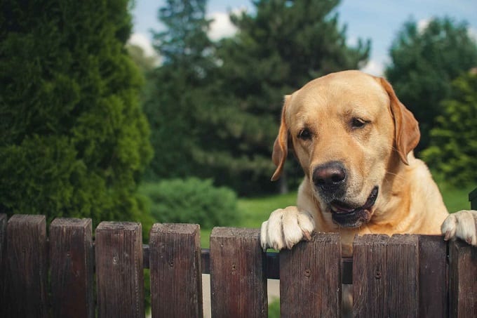 Dog On Fence