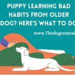 Puppy Learning Bad Habits From Older Dog?