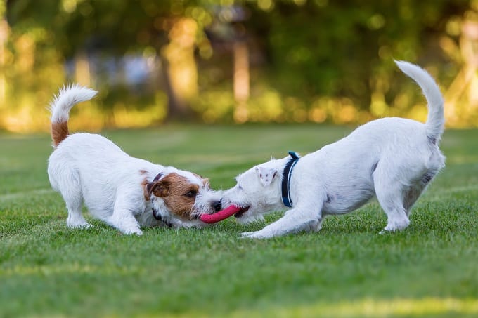 Two Dogs Fight For Toy