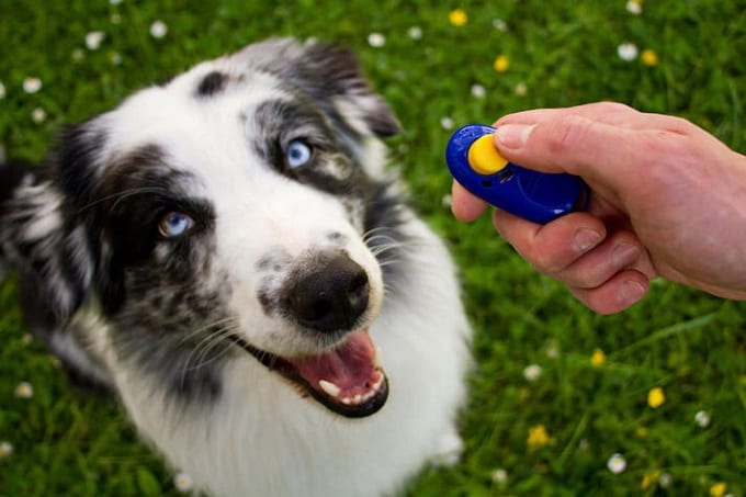 Dog Training With Clicker