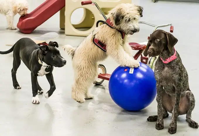 Dogs Playing Together