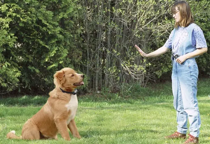 Woman Using Shock Collar On Dog