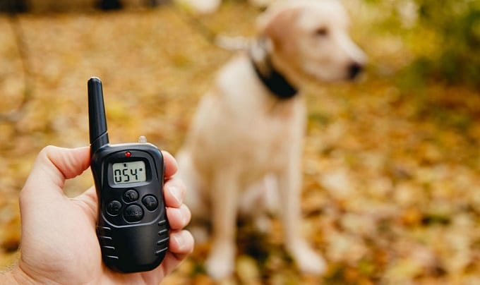 using a shock collar on a puppy