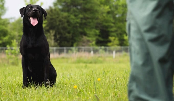 Dog Waiting For Command