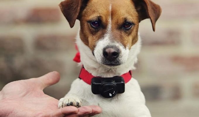 can puppies wear shock collars