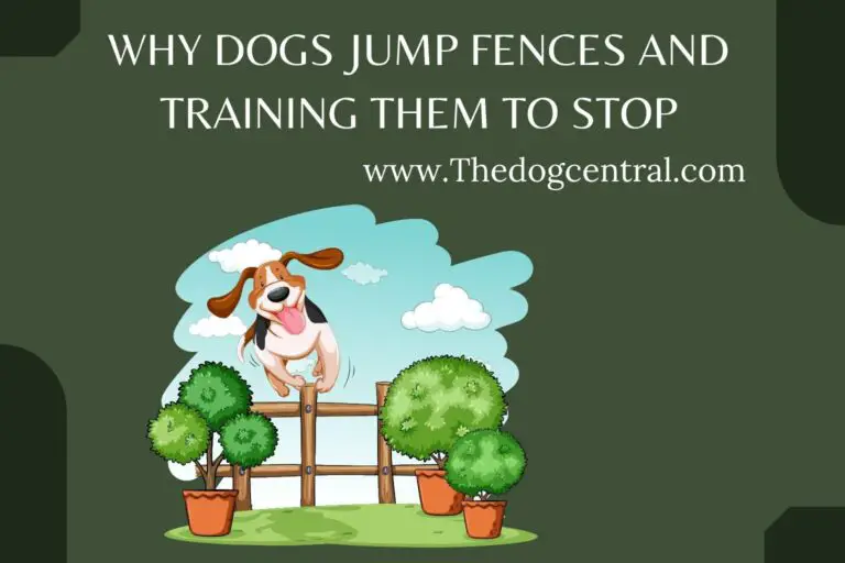 Why Dogs Jump Fences And Training Them To Stop