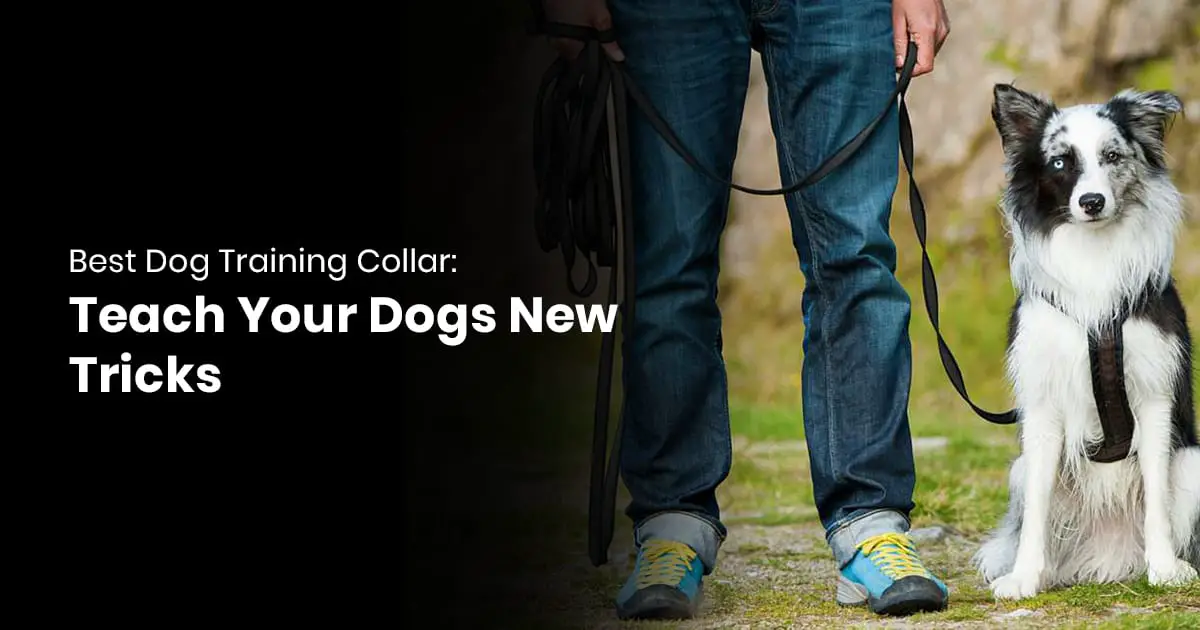 Best Dog Training Collar -Teach Your Dogs New Tricks