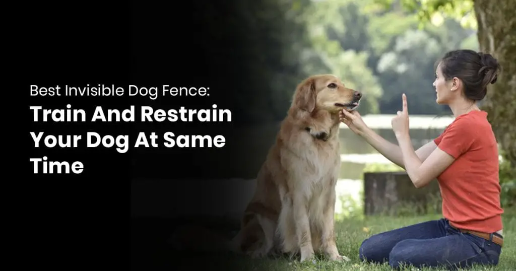 Why Dogs Jump Fences And Training Them To Stop? [Be Surprised!]