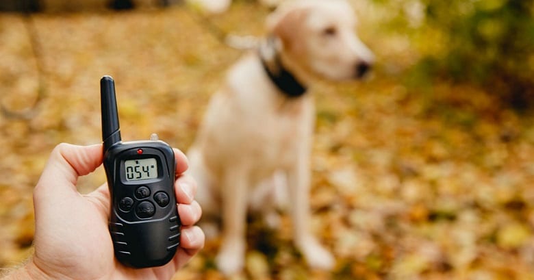 Dog Collar Training