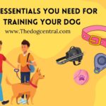 Six Essentials You Need For Training Your Dog