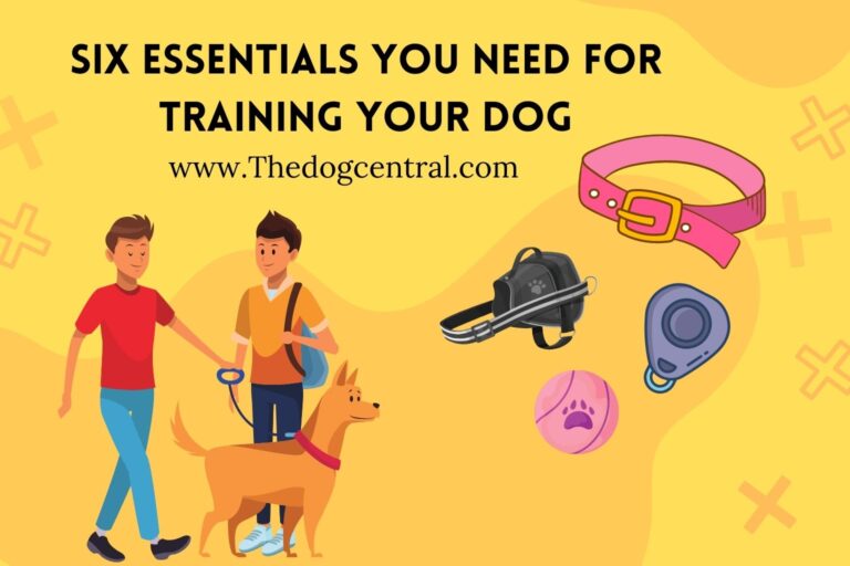 Six Essentials You Need For Training Your Dog
