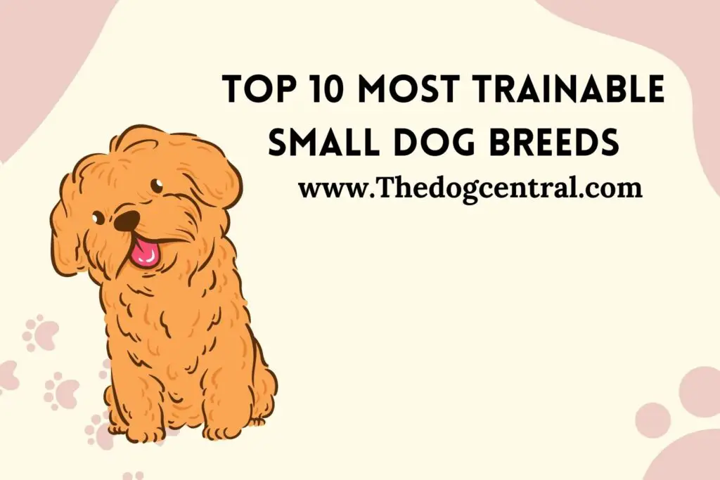 Top 10 Most Trainable Small Dog Breeds [Facts & Tips]