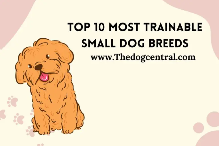 Top 10 Most Trainable Small Dog Breeds