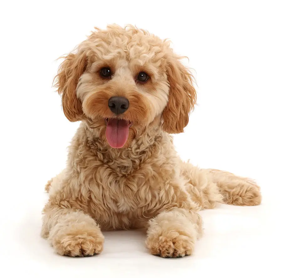 Top 10 Most Trainable Small Dog Breeds [Facts & Tips]