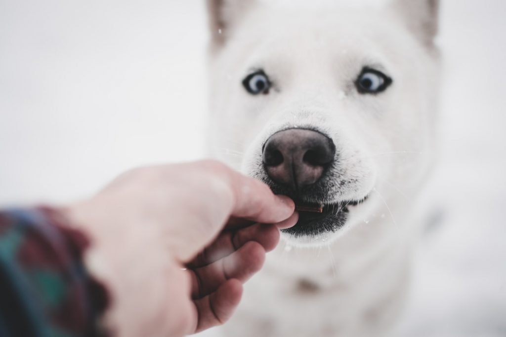 Dog treat mistake