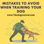 Mistakes to Avoid When Training Your Dog