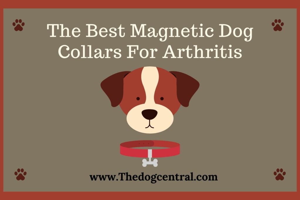 The Best Dog Collars For Arthritis (3 Surprised Me)