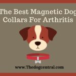 The Best Magnetic Dog Collars For Arthritis