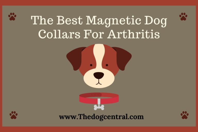 The Best Magnetic Dog Collars For Arthritis