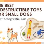 The Best Indestructible Toys for Small Dogs