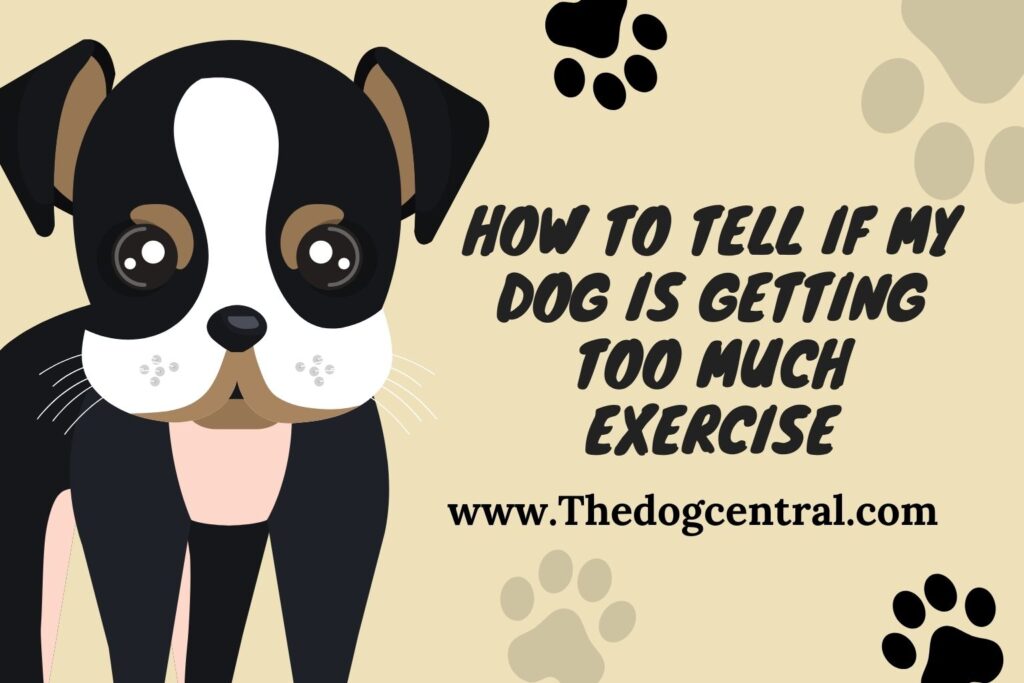 How to Tell if My Dog Is Getting Too Much Exercise? (Find Out Now)