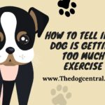 How to Tell if My Dog Is Getting Too Much Exercise?