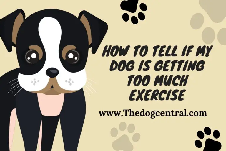 How to tell if my dog is getting too much exercise