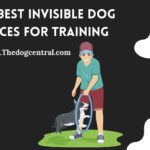The Best Invisible Dog Fences for Training