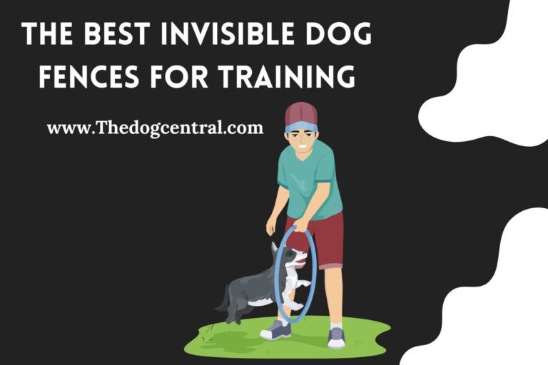 The Best Invisible Dog Fences for Training