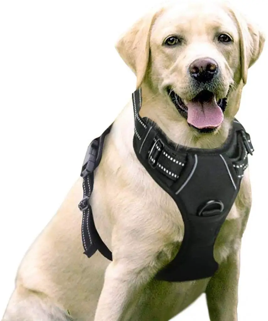 dog harness research