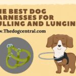 The Best Dog Harnesses for Pulling and Lunging