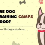 Are Dog Training Camps Good?