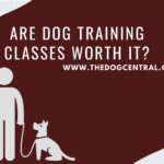 Are Dog Training Classes Worth It?